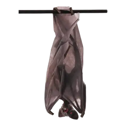 BAT WITH FOLDED WINGS - 52 X 24 X 15 CM