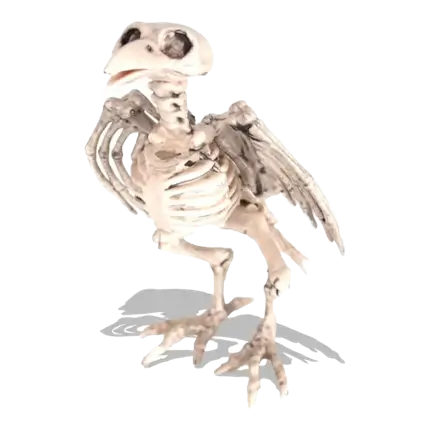 RAVEN SKELETON - 18.5CM