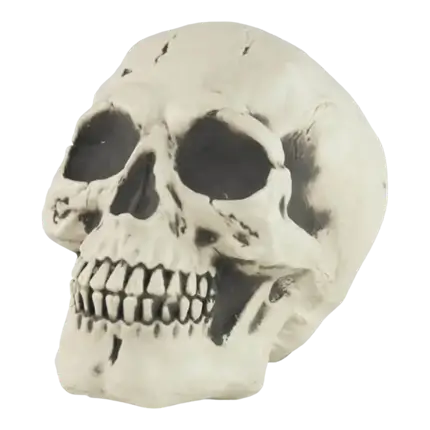 HUMAN SKULL SKELETON - LIFE SIZE