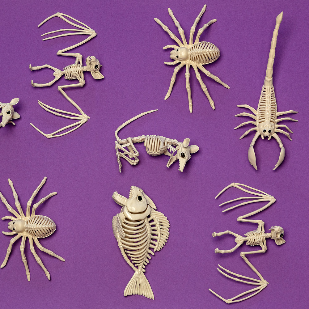 Scorpion Skeleton 33 x 14 x 8 cm – Halloween decoration