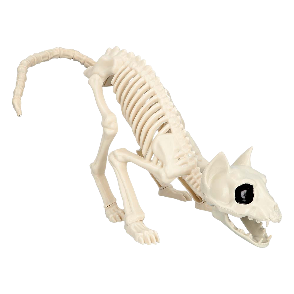 Cat Skeleton 49 x 18 x 14 cm – Halloween decoration