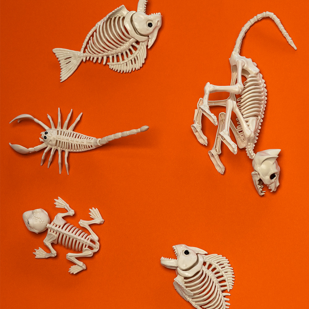 Cat Skeleton 49 x 18 x 14 cm – Halloween decoration
