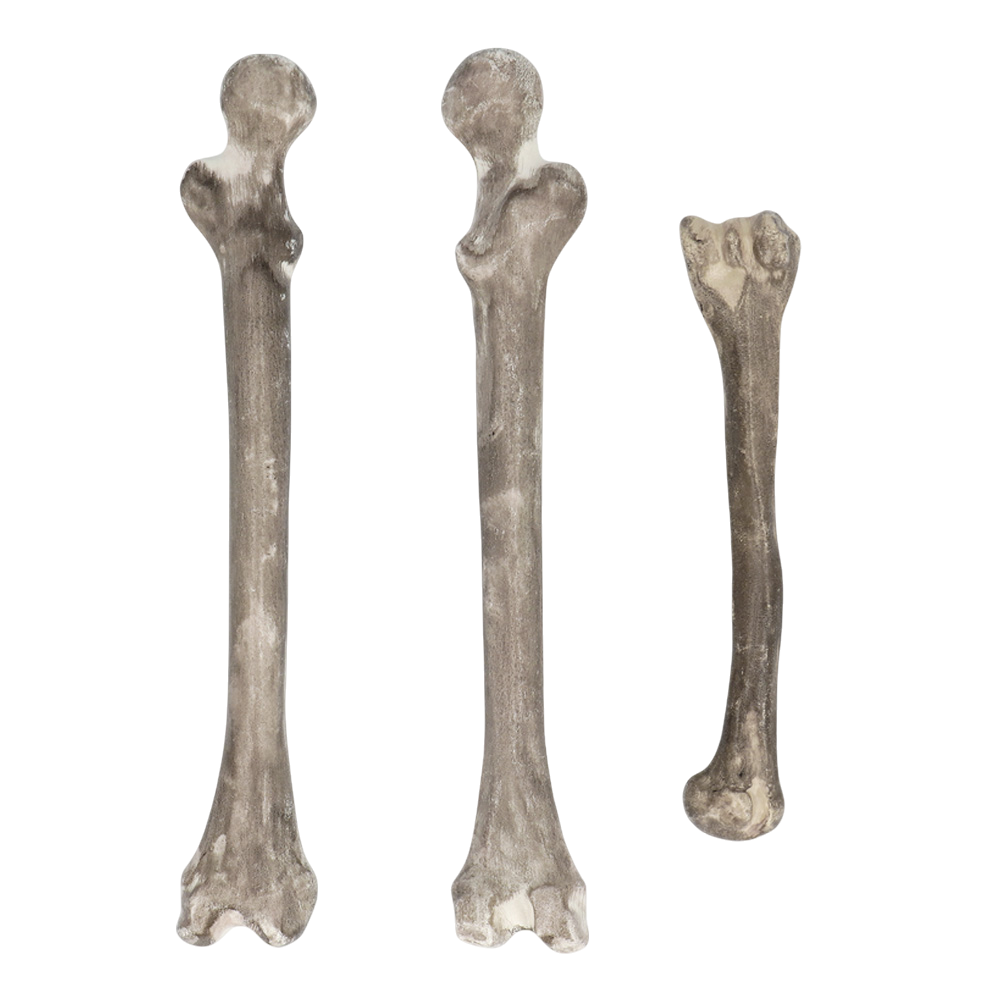 Set of 6 Skulls and Bones – Halloween Decorations
