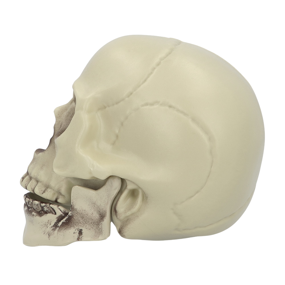 Decorative Skull 15 x 20 x 16 cm – Halloween