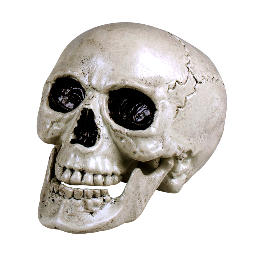White Skeleton Head with Moving Jaw, 24 cm – Halloween Decoration
