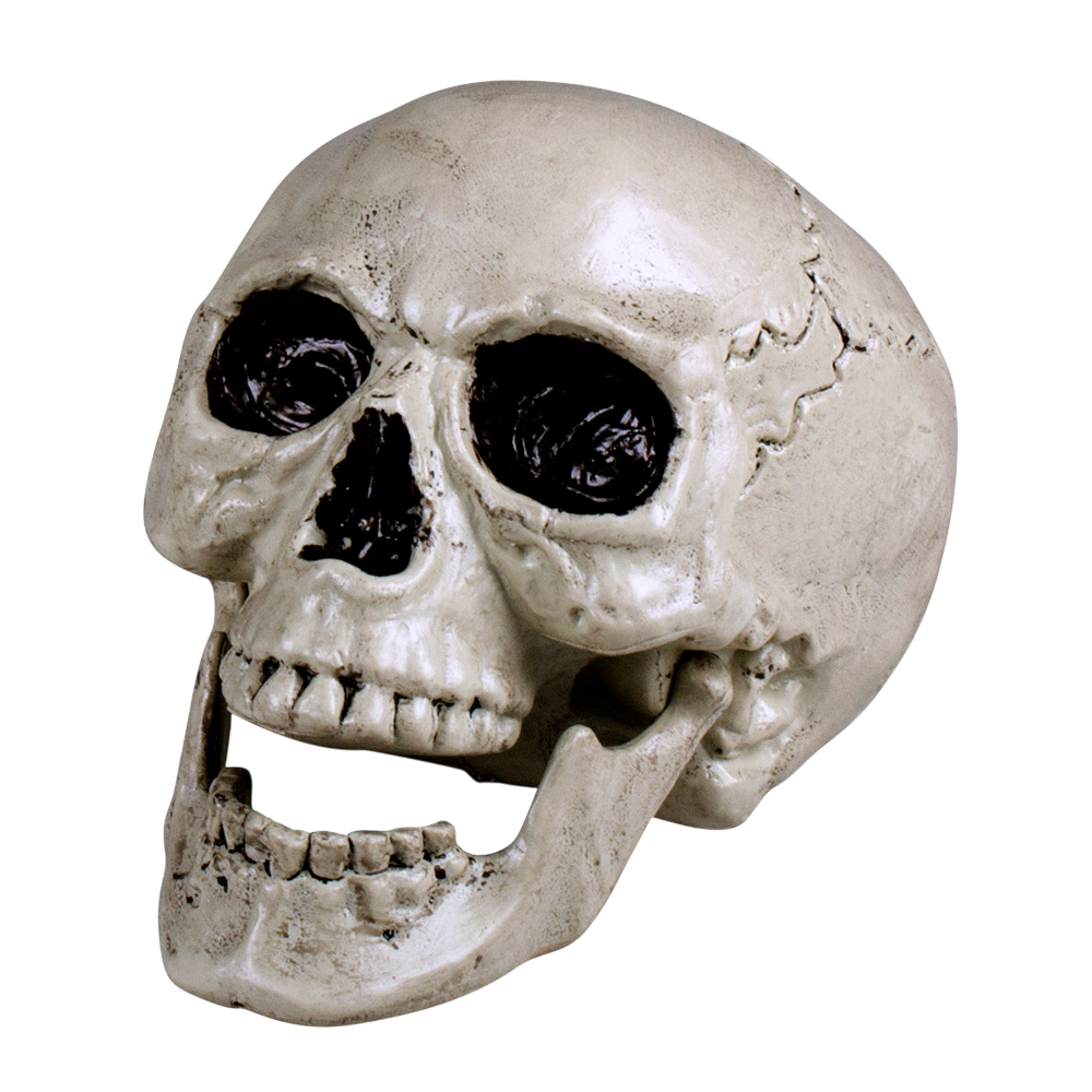 White Skeleton Head with Moving Jaw, 24 cm – Halloween Decoration