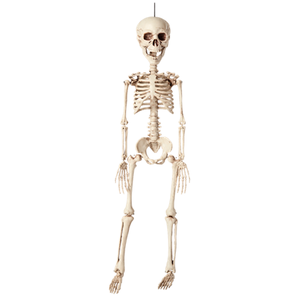 40 cm Hanging Skeleton – Halloween Decoration