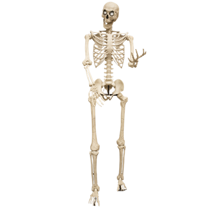Giant Glowing Skeleton, 3.18 m – XXL Halloween Decoration